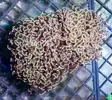 [TodoMarino.com] Llegada de EUPHYLLIA GOLD!, GOLDEN TORCH! y más CORALES FANTASY a un super precio!