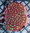 [TodoMarino.com] Llegada de EUPHYLLIA GOLD!, GOLDEN TORCH! y más CORALES FANTASY a un super precio!