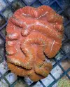[TodoMarino.com] Llegada de EUPHYLLIA GOLD!, GOLDEN TORCH! y más CORALES FANTASY a un super precio!