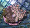 [TodoMarino.com] Llegada de EUPHYLLIA GOLD!, GOLDEN TORCH! y más CORALES FANTASY a un super precio!