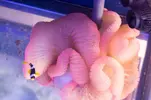 [TodoMarino.com] Llegada de EUPHYLLIA GOLD!, GOLDEN TORCH! y más CORALES FANTASY a un super precio!