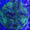 [TodoMarino.com] Coral Reef Barcelona; llegada Australia, Zoos y LPS !!!