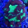[TodoMarino.com] Coral Reef Barcelona; llegada Australia, Zoos y LPS !!!