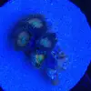 [TodoMarino.com] Coral Reef Barcelona; llegada Australia, Zoos y LPS !!!