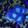[TodoMarino.com] Coral Reef Barcelona; llegada Australia, Zoos y LPS !!!