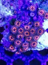 [TodoMarino.com] Coral Reef Barcelona; llegada Australia, Zoos y LPS !!!