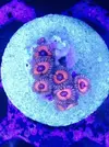 [TodoMarino.com] Coral Reef Barcelona; llegada Australia, Zoos y LPS !!!