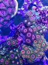 [TodoMarino.com] Coral Reef Barcelona; llegada Australia, Zoos y LPS !!!