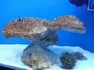 [TodoMarino.com] aquascaping 360 litros desde cero