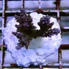 [TodoMarino.com] frags SPS en ​​stock ! ( Algunos )