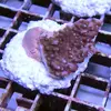 [TodoMarino.com] frags SPS en ​​stock ! ( Algunos )