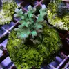 [TodoMarino.com] frags SPS en ​​stock ! ( Algunos )