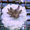 [TodoMarino.com] frags SPS en ​​stock ! ( Algunos )