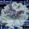 [TodoMarino.com] frags SPS en ​​stock ! ( Algunos )