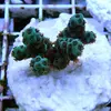 [TodoMarino.com] frags SPS en ​​stock ! ( Algunos )
