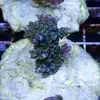 [TodoMarino.com] frags SPS en ​​stock ! ( Algunos )