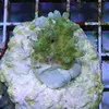 [TodoMarino.com] frags SPS en ​​stock ! ( Algunos )