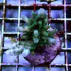 [TodoMarino.com] frags SPS en ​​stock ! ( Algunos )