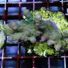 [TodoMarino.com] frags SPS en ​​stock ! ( Algunos )