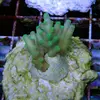 [TodoMarino.com] frags SPS en ​​stock ! ( Algunos )