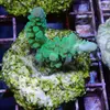 [TodoMarino.com] frags SPS en ​​stock ! ( Algunos )