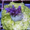 [TodoMarino.com] frags SPS en ​​stock ! ( Algunos )