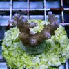 [TodoMarino.com] frags SPS en ​​stock ! ( Algunos )