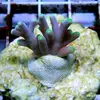 [TodoMarino.com] frags SPS en ​​stock ! ( Algunos )