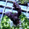 [TodoMarino.com] frags SPS en ​​stock ! ( Algunos )