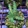 [TodoMarino.com] frags SPS en ​​stock ! ( Algunos )