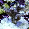 [TodoMarino.com] frags SPS en ​​stock ! ( Algunos )