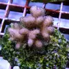 [TodoMarino.com] frags SPS en ​​stock ! ( Algunos )
