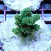[TodoMarino.com] frags SPS en ​​stock ! ( Algunos )