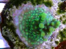 [TodoMarino.com] frags SPS en ​​stock ! ( Algunos )