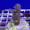 [TodoMarino.com] frags SPS en ​​stock ! ( Algunos )