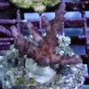 [TodoMarino.com] frags SPS en ​​stock ! ( Algunos )