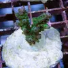 [TodoMarino.com] frags SPS en ​​stock ! ( Algunos )