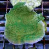 [TodoMarino.com] frags SPS en ​​stock ! ( Algunos )