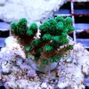 [TodoMarino.com] frags SPS en ​​stock ! ( Algunos )