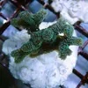 [TodoMarino.com] frags SPS en ​​stock ! ( Algunos )
