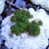 [TodoMarino.com] frags SPS en ​​stock ! ( Algunos )