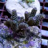 [TodoMarino.com] frags SPS en ​​stock ! ( Algunos )