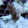 [TodoMarino.com] frags SPS en ​​stock ! ( Algunos )