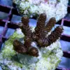 [TodoMarino.com] frags SPS en ​​stock ! ( Algunos )