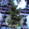[TodoMarino.com] frags SPS en ​​stock ! ( Algunos )