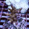 [TodoMarino.com] frags SPS en ​​stock ! ( Algunos )