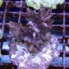 [TodoMarino.com] frags SPS en ​​stock ! ( Algunos )