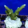 [TodoMarino.com] frags SPS en ​​stock ! ( Algunos )