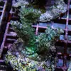 [TodoMarino.com] frags SPS en ​​stock ! ( Algunos )