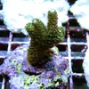 [TodoMarino.com] frags SPS en ​​stock ! ( Algunos )